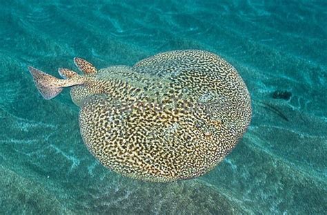 torpedo looking fish|TORPEDINIDAE .